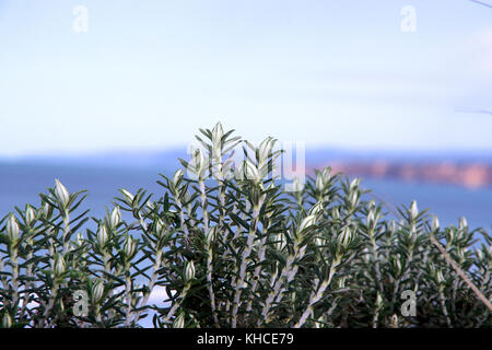 Une vue rapprochée de la flore des dunes locales, avec une vue sur le littoral de l'époque victorienne dans l'arrière-plan. prises près de Airey's Inlet, Victoria, Australie.ou Banque D'Images