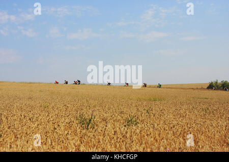 Groupe de cyclistes en montée à cheval au cours d'une chaude journée d'été à travers un champ de blé Banque D'Images