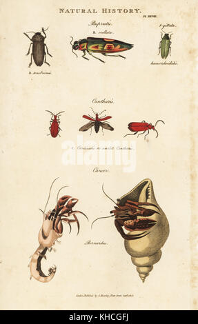 Jewel beetles, Buprestis ocellata, cantharis, écarlate et commun, l'ermite de Pagurus bernhardus (Cancer bernardus). La gravure sur cuivre coloriée après Sydenham Edwards de John Mason bon's Pantologia, une nouvelle encyclopédie, G. Kearsley, Londres, 1813. Banque D'Images