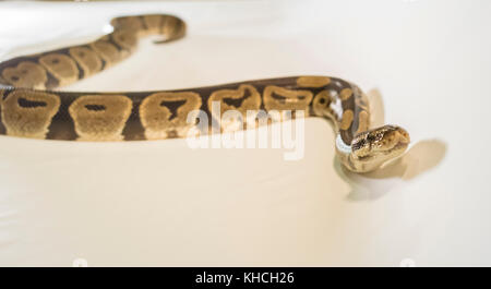 Royal ou ball python serpent, isolé sur fond blanc Banque D'Images
