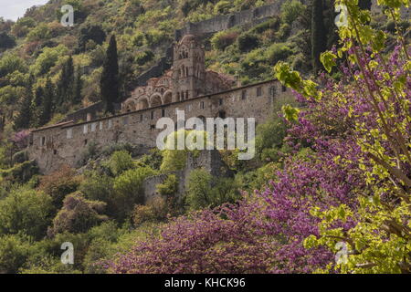 Mystras au printemps, avec le monastère de notre Dame Pantanassa et Judas Tree, Péloponnèse, Grèce. Banque D'Images