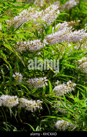 Plus tard l'été fleurs des feuilles de saule à feuilles persistantes hardy, hebe Hebe salicifolia Banque D'Images