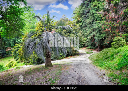 La section de l'arboretum sur une colline avec des palmiers et autres plantes du sud. Banque D'Images