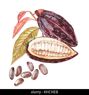 Ensemble d'illustration botanique. aquarelle collection fruits cacao isolé sur fond blanc. à la main les plantes exotiques de cacao Banque D'Images