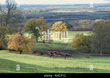 Radway Grange terre avec du bétail de Edgehill en automne. Radway / Edgehill. Le Warwickshire, Angleterre Banque D'Images