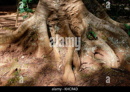 Ficus macrophylla, communément connu sous le nom de Moreton Bay fig ou australien, banyan est un grand banyan tree evergreen de la famille des moraceae c'est un nativ Banque D'Images