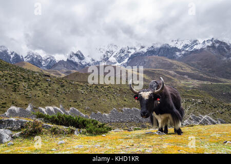 Sur le chemin de l'everest base camp Banque D'Images