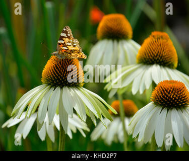 Un petit papillon écaille (aglais urtica) le cygne blanc fleurs d'échinacée, également connu sous le nom de coneflowers - plantes vivaces à fleurs bof Banque D'Images