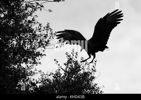 Silhouette de vulture landing in tree Banque D'Images