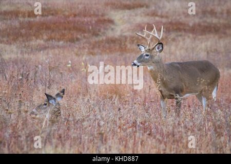 Voir le profil de deux cerfs, un grand mâle et une biche lits vers le bas dans les domaines de l'Big Meadows dans le Parc National Shenandoah en Virginie. Banque D'Images