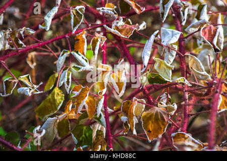 Vue rapprochée de la feuilles colorées à partir de vignes de framboise flétries un automne précoce frost Banque D'Images