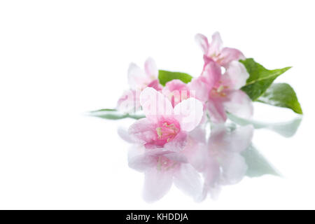 Magnifiques fleurs roses weigela sur fond blanc Banque D'Images