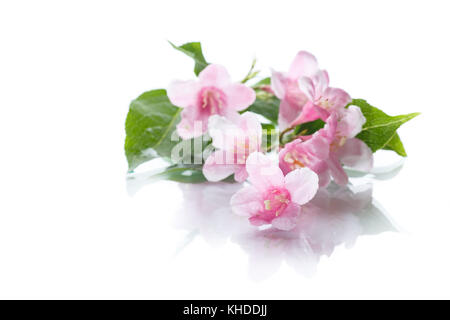 Magnifiques fleurs roses weigela sur fond blanc Banque D'Images