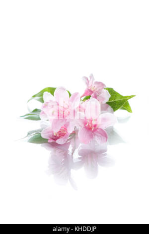 Magnifiques fleurs roses weigela sur fond blanc Banque D'Images