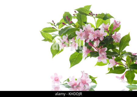 Magnifiques fleurs roses weigela sur fond blanc Banque D'Images