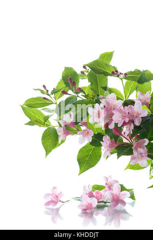 Magnifiques fleurs roses weigela sur fond blanc Banque D'Images