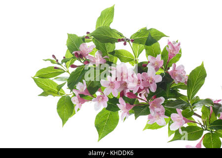 Magnifiques fleurs roses weigela sur fond blanc Banque D'Images