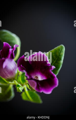 Belles fleurs de violette sur un fond noir Banque D'Images