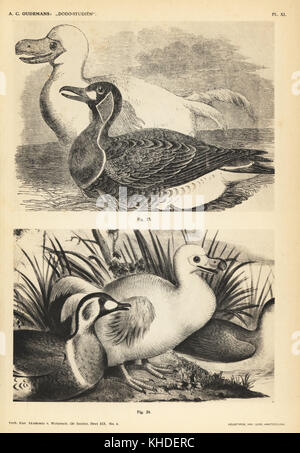 Je dodo blanc par Pieter Withoos, femme, l'Illustrated London News, 1856 (23) et blanc dodo II par Pieter Withoos, femme, les transactions de la Société zoologique de Londres, 1863 (24). Heliotype par Van Leer de Cornelis Oudemans' Dr Anthonie Études Dodo, Amsterdam, Johannes Muller, 1917. Banque D'Images