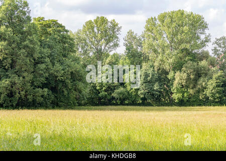 Paysage d'été ensoleillée woodside à temps dans le sud de l'Allemagne Banque D'Images