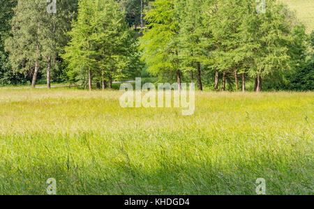 Paysage d'été ensoleillée woodside à temps dans le sud de l'Allemagne Banque D'Images