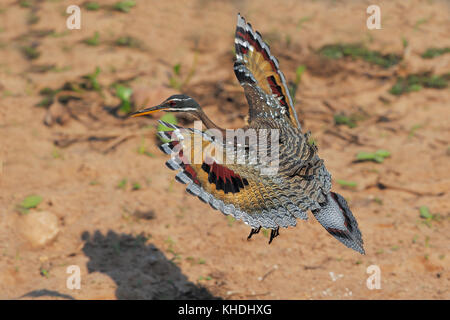 Le Sunbittern volant pendant l'atterrissage montre un motif d'aile compliqué et étonnant Banque D'Images