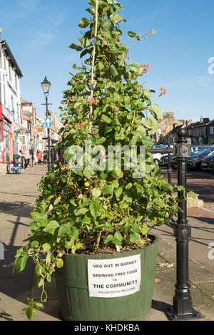 Veg dans Barney un projet de plantation communautaire dans la région de Barnard Castle, dans le comté de Durham, England, UK Banque D'Images