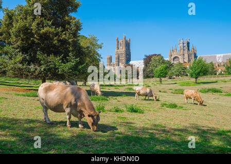 Vaches pâturage terrain Royaume-Uni, vue en été de bétail pâturage dans un pré à Cherry Hill Park près de la ville cathédrale d'Ely, Cambridgeshire, Angleterre, Royaume-Uni Banque D'Images