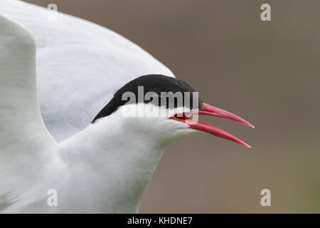 Sterne arctique Sterna paradisaea, considéré comme un troupeau et comme portrait quand on l'approche de l'île de mai et spey bay en Ecosse Banque D'Images