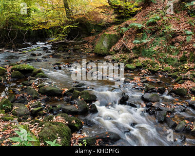 Harden Beck Beck dans Goitstock ou Hallas en automne Bois près de Cullingworth West Yorkshire Angleterre Banque D'Images