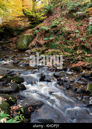 Harden Beck Beck dans Goitstock ou Hallas en automne Bois près de Cullingworth West Yorkshire Angleterre Banque D'Images