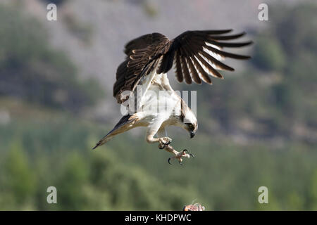 Osprey Pandion haliaetus, oiseaux, plongée, parapente, l'alimentation au bord de la rivière feshie dans le parc national de Cairngorms. Banque D'Images