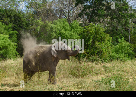 L'éléphant du Sri Lanka - Elephas maximus maximus, Sri Lanka Banque D'Images