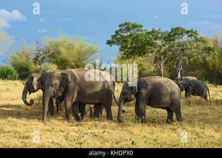 L'éléphant du Sri Lanka - Elephas maximus maximus, Sri Lanka Banque D'Images