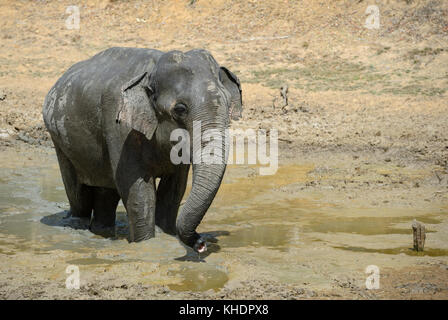 L'éléphant du Sri Lanka - Elephas maximus maximus, Sri Lanka Banque D'Images