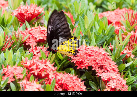 La politique commune de la CITES, papillon troides helena en tenant le nectar de fleurs d'Ixora coccinea Banque D'Images