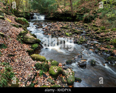 Cascade supérieure sur Harden Beck beck dans Goitstock ou Hallas Bois Cullingworth West Yorkshire Angleterre Banque D'Images