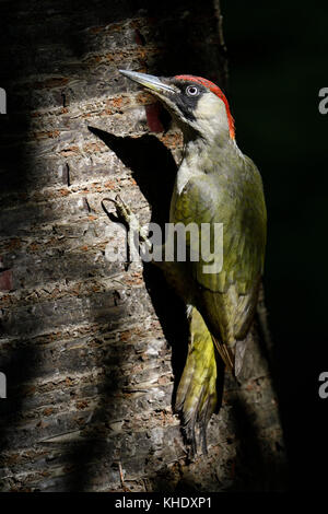 Pic Vert / grünspecht ( Picus viridis ), perché sur un tronc d'arbre, pose typique, belle situation de la lumière et les ombres, l'Europe. Banque D'Images