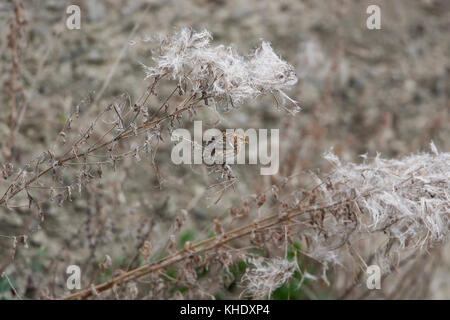 Sizerin flammé, Carduelis flammea)(, se nourrissant de graines, frontières shropshire Banque D'Images