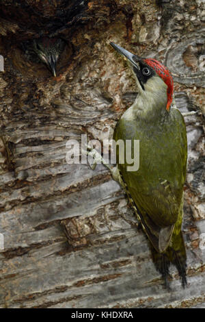 Pic Vert / grünspecht ( Picus viridis ), les jeunes / grandi poussin dans nid d'anticiper la femelle d'alimentation, de l'Europe. Banque D'Images