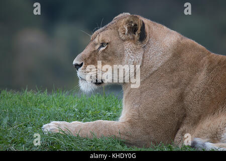 Un close up portrait demi-longueur de profil d'une lionne couchée sur l'herbe regardant à gauche dans une façon curieuse d'alerte Banque D'Images