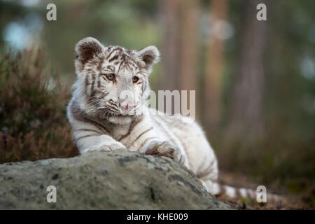 Tigre du Bengale / Koenigstiger ( Panthera tigris ), les jeunes blancs leucistic cub, morph, allongé sur les rochers, se reposer, regarder autour, l'air mignon et drôle. Banque D'Images