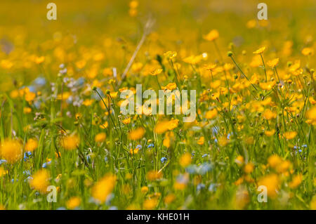 Bright fond naturel floral avec des fleurs jaunes renoncules, grandissant dans la prairie sur une journée ensoleillée Banque D'Images