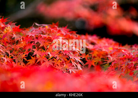 Feuillage d'automne photographié dans le parc Shouwakinen Tachikawa Tokyo. Crédit: Yuichiro Tashiro Banque D'Images