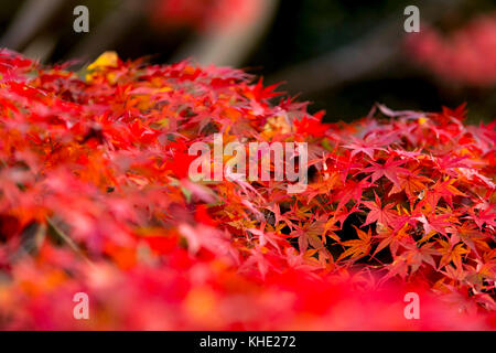 Feuillage d'automne photographié dans le parc Shouwakinen Tachikawa Tokyo. Crédit: Yuichiro Tashiro Banque D'Images