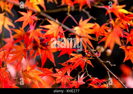 Feuillage d'automne photographié dans le parc Shouwakinen Tachikawa Tokyo. Crédit: Yuichiro Tashiro Banque D'Images