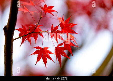 Feuillage d'automne photographié dans le parc Shouwakinen Tachikawa Tokyo. Crédit: Yuichiro Tashiro Banque D'Images