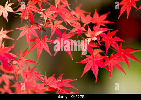 Feuillage d'automne photographié dans le parc Shouwakinen Tachikawa Tokyo. Crédit: Yuichiro Tashiro Banque D'Images