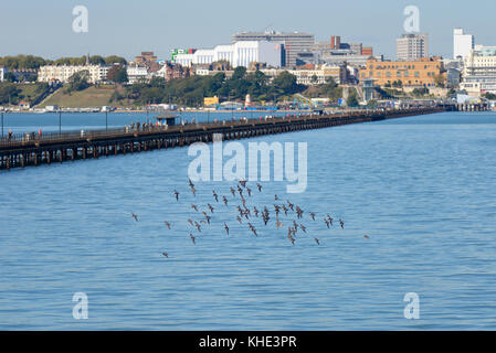 Troupeau d'oiseaux de Turnstone volant devant Southend Pier avec la jetée et Southend on Sea en arrière-plan. Estuaire de la Tamise Banque D'Images