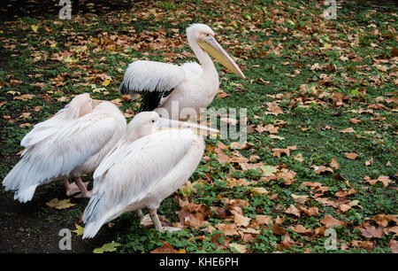 Les pélicans rose à St James Park, Londres Banque D'Images